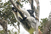 Indri, Analamazaotra (Perinet), Madagascar, November 2016 - click for larger image