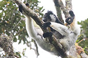 Indri, Analamazaotra (Perinet), Madagascar, November 2016 - click for larger image