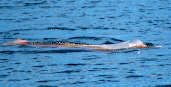 Pink River Dolphin, Anavilhanas, Amazonas, Brazil, July 2001 - click for larger image