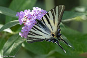 Scarce Swallowtail, Dordogne, France, August 2017 - click for larger image