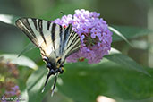 Scarce Swallowtail, Dordogne, France, August 2018 - click for larger image