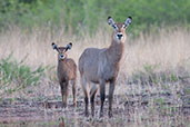 Waterbuck, Mole NP, Ghana, June 2011 - click for larger image