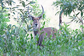 Waterbuck, Mole NP, Ghana, June 2011 - click for larger image