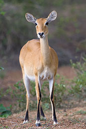 Kob, Shai Hills, Ghana, May 2011 - click for larger image