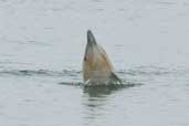 Common Dolphin, Mainland Shetland, Scotland, May 2004 - click for larger image