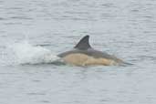 Common Dolphin, Mainland Shetland, Scotland, May 2004 - click for larger image