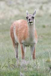 Guanaco, Torres del Paine, Chile, December 2005 - click for larger image