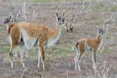 Guanaco, Torres del Paine, Chile, December 2005 - click for larger image