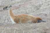 Guanaco, Torres del Paine, Chile, December 2005 - click for larger image