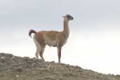 Guanaco, Torres del Paine, Chile, December 2005 - click for larger image