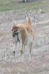 Guanaco, Torres del Paine, Chile, December 2005 - click for larger image