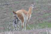 Guanaco, Torres del Paine, Chile, December 2005 - click for larger image