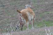 Guanaco, Torres del Paine, Chile, December 2005 - click for larger image