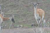 Guanaco, Torres del Paine, Chile, December 2005 - click for larger image