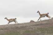 Guanaco, Torres del Paine, Chile, December 2005 - click for larger image