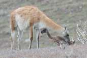 Guanaco, Torres del Paine, Chile, December 2005 - click for larger image