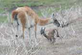 Guanaco, Torres del Paine, Chile, December 2005 - click for larger image