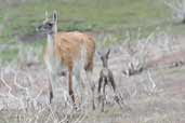 Guanaco, Torres del Paine, Chile, December 2005 - click for larger image