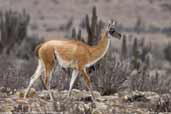 Guanaco, Pinguino de Humboldt N.P., Chile, January 2007 - click for larger image