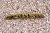 Northern Eggar moth caterpillar, Dumfries & Galloway, Scotland, July 2002 - click for larger image