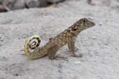 Northern Curly-tailed Lizard, Zapata Swamp, Cuba, February 2005 - click for larger image