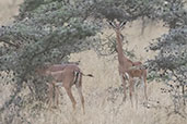 Gerenuk, Yabello, Ethiopia, January 2016 - click for larger image