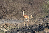 Gerenuk, Bilen, Ethiopia, January 2016 - click for larger image