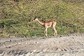 Gerenuk, Bilen, Ethiopia, January 2016 - click for larger image