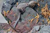 Marine Otter, Pinguino de Humboldt, R.N. Chile, January 2007 - click for larger image