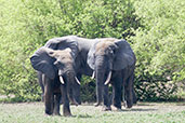 African Savanna Elephant, Mole NP, Ghana, June 2011 - click for larger image