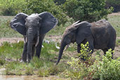 African Savanna Elephant, Mole NP, Ghana, June 2011 - click for larger image