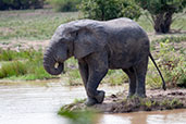 African Savanna Elephant, Mole NP, Ghana, June 2011 - click for larger image