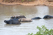 African Savanna Elephant, Mole NP, Ghana, June 2011 - click for larger image