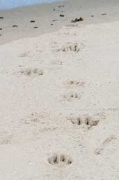 Otter tracks, Yell, Scotland, May 2004 - click for larger image