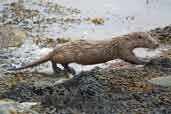 Otter, Mainland Shetland, Scotland, June 2004 - click for larger image