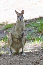 Agile Wallaby, Cooktown, Queensland, Australia, November 2010 - click for larger image