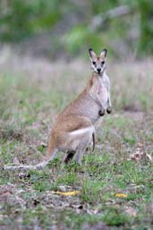 Agile Wallaby, Lakefield N.P., Queensland, Australia, November 2010 - click for larger image