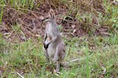Agile Wallaby, Kuranda, Queensland, Australia, November 2010 - click for larger image