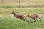 Agile Wallaby, Mary River, Northern Territory, Australia, October 2013 - click for larger image