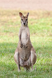 Agile Wallaby, Mary River, Northern Territory, Australia, October 2013 - click for larger image