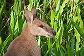 Agile Wallaby, Mary River, Northern Territory, Australia, October 2013 - click for larger image