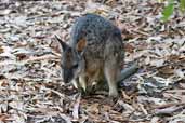 Tammar Wallaby, Kangaroo Island, South Australia, March 2006 - click for larger image