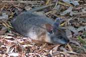 Tammar Wallaby, Kangaroo Island, South Australia, March 2006 - click for larger image