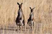 Western Grey Kangaroo, Wyperfield, Victoria, Australia, February 2006 - click for larger image