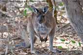 Western Grey Kangaroo, Kangaroo Island, South Australia, March 2006 - click for larger image