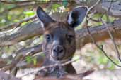 Western Grey Kangaroo, Kangaroo Island, South Australia, March 2006 - click for larger image