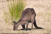 Western Grey Kangaroo, Kangaroo Island, South Australia, March 2006 - click for larger image