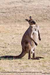 Western Grey Kangaroo, Kangaroo Island, South Australia, March 2006 - click for larger image