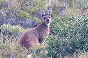 Western Grey Kangaroo, Cheynes Beach, Western Australia, October 2013 - click for larger image