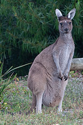 Western Grey Kangaroo, Cheynes Beach, Western Australia, October 2013 - click for larger image
